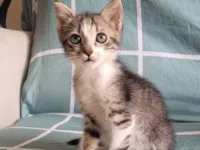 Gato raça SRD-ViraLata idade Abaixo de 2 meses nome Paçoca 