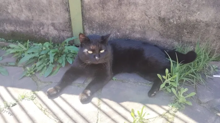 Gato raça SRD-ViraLata idade 7 a 11 meses nome Ainda não tem