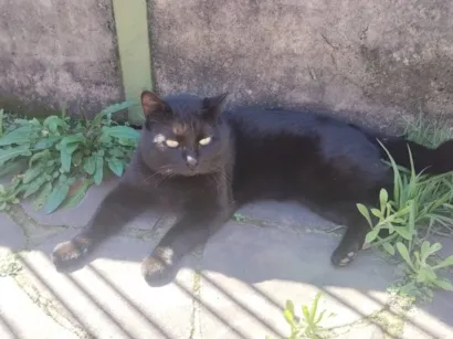 Gato raça SRD-ViraLata idade 7 a 11 meses nome Ainda não tem