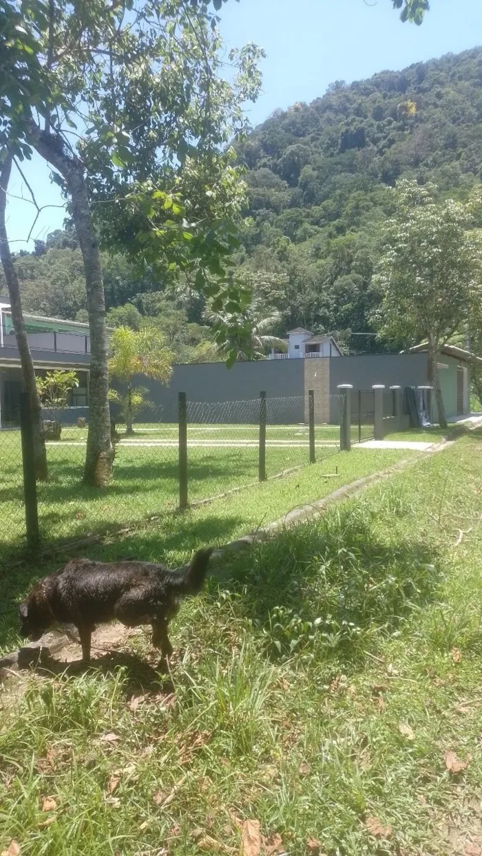 Cachorro raça SRD-ViraLata idade 3 anos nome Magu 