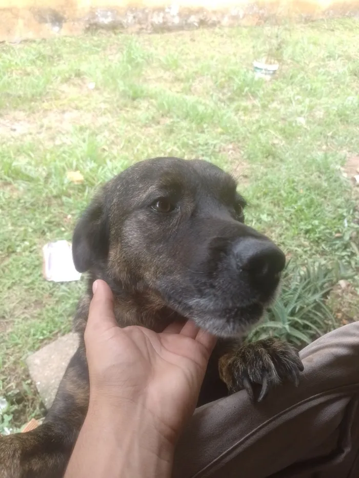 Cachorro raça SRD-ViraLata idade 3 anos nome Magu 