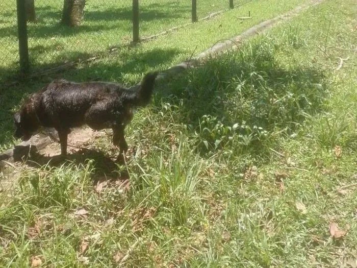 Cachorro raça SRD-ViraLata idade 3 anos nome Magu 