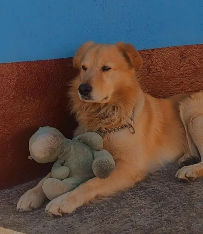 Cachorro raça Pastor Alemão idade 5 anos nome Betholven
