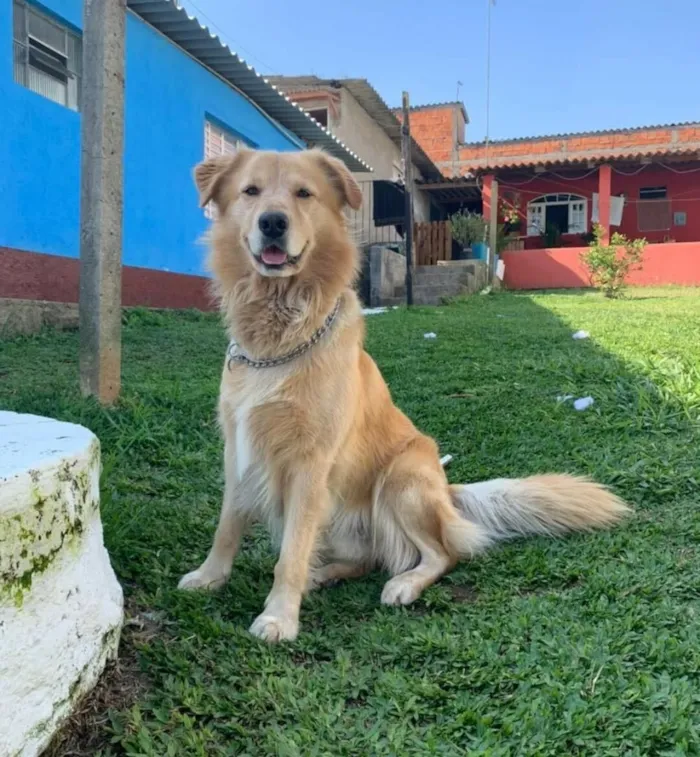 Cachorro raça Pastor Alemão idade 5 anos nome Betholven