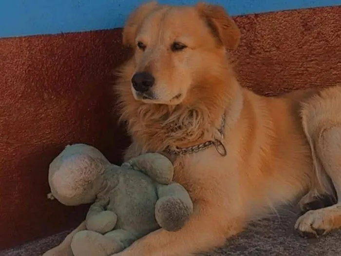 Cachorro raça Pastor Alemão idade 5 anos nome Betholven