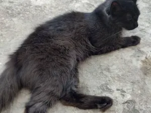 Gato raça SRD-ViraLata idade 4 anos nome Pretinha