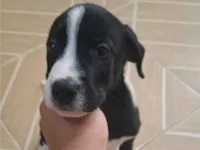 Cachorro raça SRD-ViraLata idade 2 a 6 meses nome Coragem e Pantera