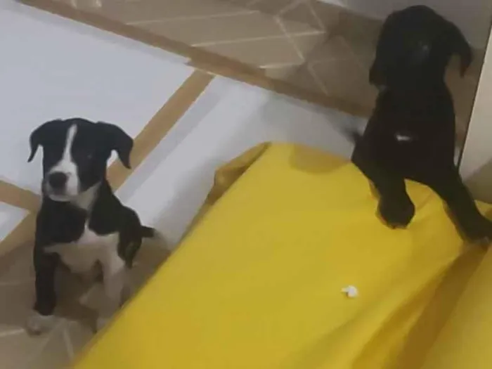 Cachorro raça SRD-ViraLata idade 2 a 6 meses nome Coragem e Pantera