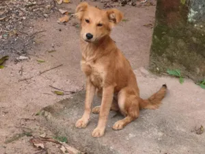 Cachorro raça SRD-ViraLata idade 2 a 6 meses nome Mel