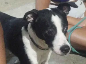 Cachorro raça SRD-ViraLata idade 3 anos nome Thor