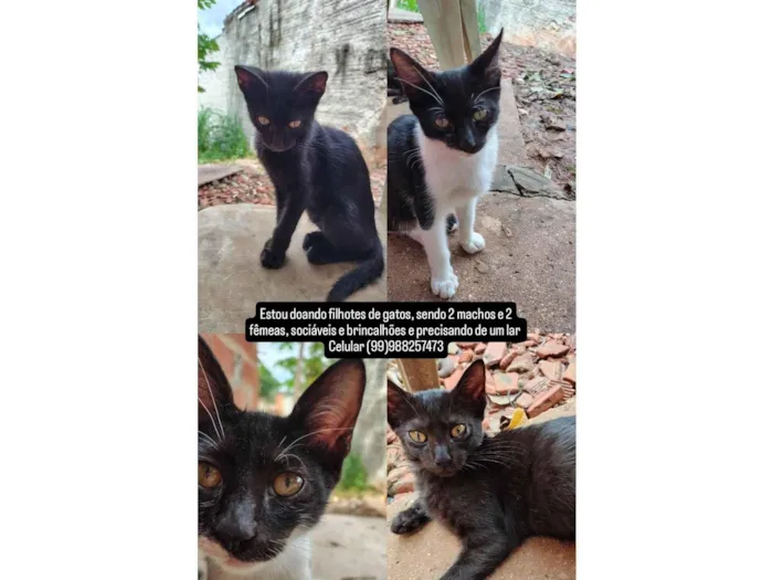 Gato raça Sphynx idade 2 a 6 meses nome Filhotes de gatos ,2 fêmeas e 2 machos 