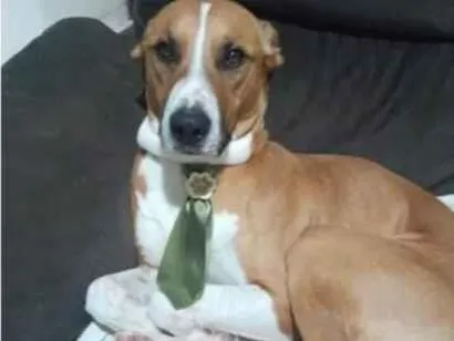 Cachorro raça SRD-ViraLata idade 4 anos nome Kiss