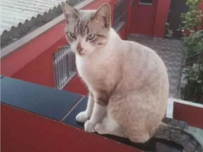 Gato raça SRD-ViraLata idade 2 anos nome Pipoca