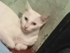 Gato raça SRD-ViraLata idade 5 anos nome Mentos 