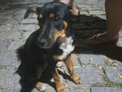 Cachorro raça SRD-ViraLata idade 1 ano nome Sem nome 
