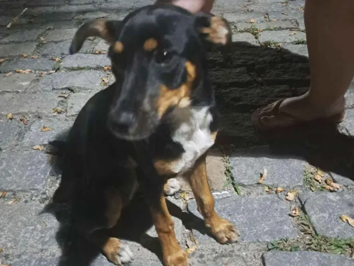 Cachorro raça SRD-ViraLata idade 1 ano nome Sem nome 