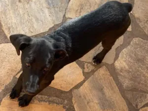 Cachorro raça SRD-ViraLata idade 7 a 11 meses nome Toninha