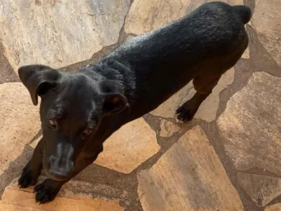 Cachorro raça SRD-ViraLata idade 7 a 11 meses nome Toninha