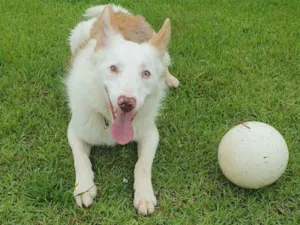 Cachorro raça SRD-ViraLata idade 4 anos nome Luke