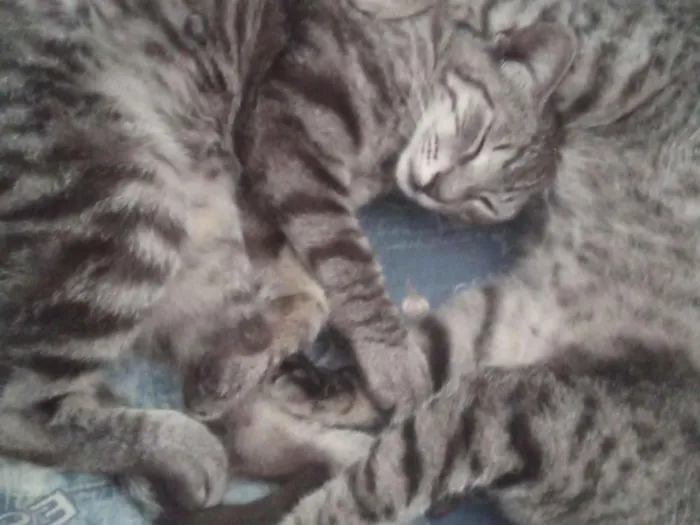 Gato raça Exótico idade 7 a 11 meses nome Catarina