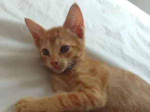 Gato raça SRD-ViraLata idade 2 a 6 meses nome Sem nomes