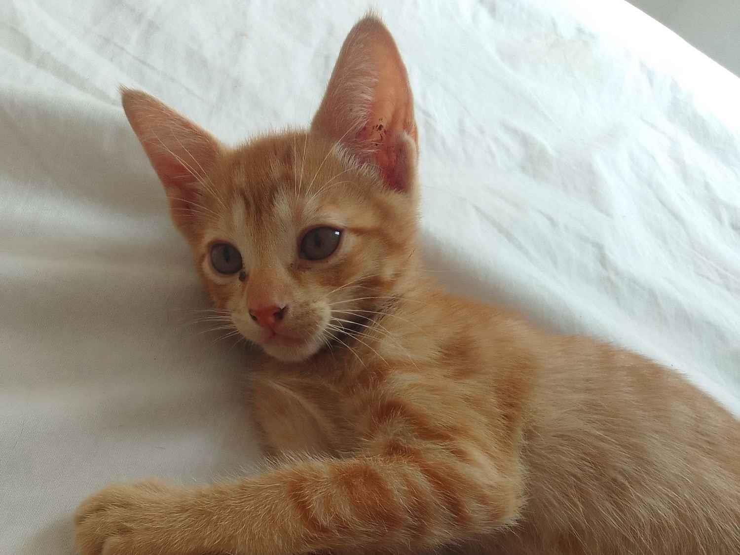 Gato raça SRD-ViraLata idade 2 a 6 meses nome Sem nomes