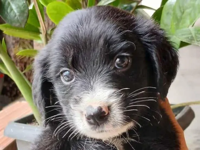 Cachorro raça SRD-ViraLata idade Abaixo de 2 meses nome Rubi, churrasco, picanha, raica, tati, bolinha, zeus, 