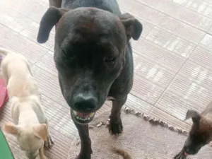 Cachorro raça Pit-Bull idade 2 anos nome Jorge