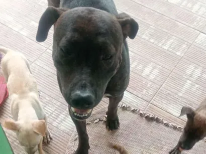 Cachorro raça Pit-Bull idade 2 anos nome Jorge