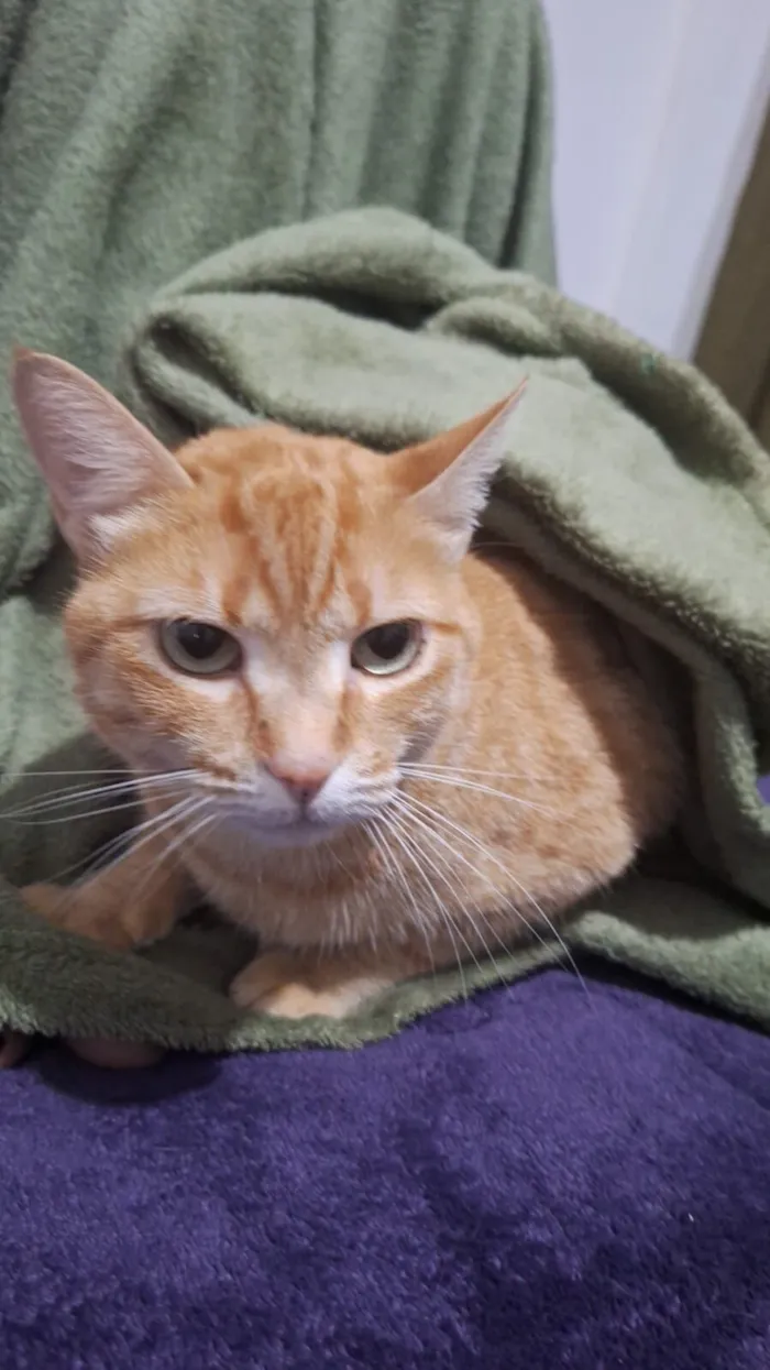 Gato raça SRD-ViraLata idade 3 anos nome boris