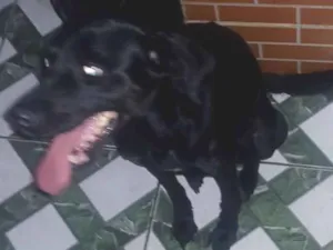 Cachorro raça SRD-ViraLata idade 4 anos nome Kiara