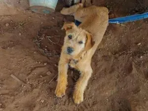 Cachorro raça SRD-ViraLata idade 2 a 6 meses nome Zara e Pandora 