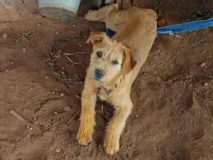 Cachorro raça SRD-ViraLata idade 2 a 6 meses nome Zara e Pandora 