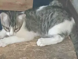 Gato raça SRD-ViraLata idade 2 a 6 meses nome Nina