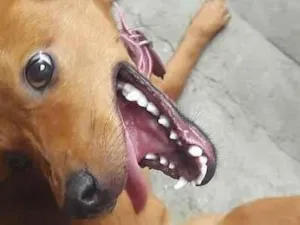 Cachorro raça Pinscher idade 4 anos nome CARLEILTON SANTOS DE SANTANA