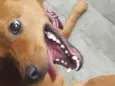 Cachorro raça Pinscher idade 4 anos nome CARLEILTON SANTOS DE SANTANA