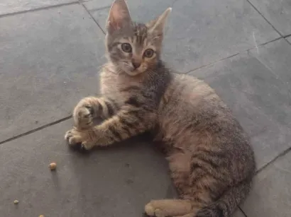 Gato raça SRD-ViraLata idade 2 a 6 meses nome Ritinha