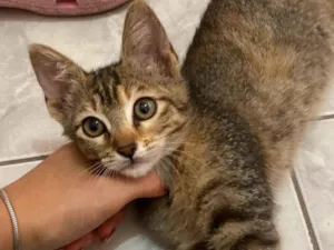 Gato raça SRD-ViraLata idade 2 a 6 meses nome Rita Lee