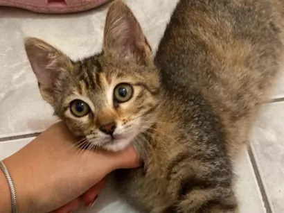 Gato raça SRD-ViraLata idade 2 a 6 meses nome Rita Lee