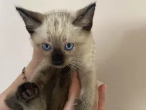 Gato raça Não sei  idade  nome Gato