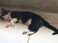 Gato raça SRD-ViraLata idade 2 a 6 meses nome Frajola 