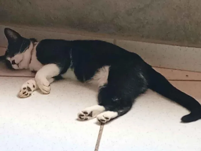 Gato raça SRD-ViraLata idade 2 a 6 meses nome Frajola 