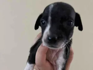 Cachorro raça SRD-ViraLata idade Abaixo de 2 meses nome Sem nome
