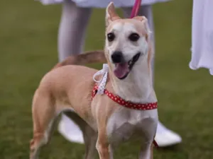 Cachorro raça SRD-ViraLata idade 6 ou mais anos nome Léia 