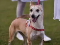 Cachorro raça SRD-ViraLata idade 6 ou mais anos nome Léia 