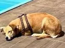 Cachorro raça SRD-ViraLata idade 2 anos nome Mel