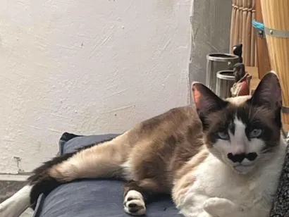 Gato raça SRD-ViraLata idade 2 anos nome Nina