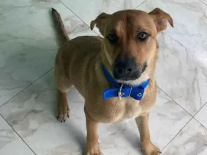 Cachorro raça SRD-ViraLata idade 7 a 11 meses nome Luckie