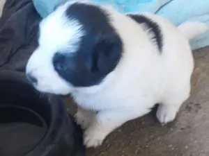 Cachorro raça SRD-ViraLata idade Abaixo de 2 meses nome 1 fêmea 30 dias.