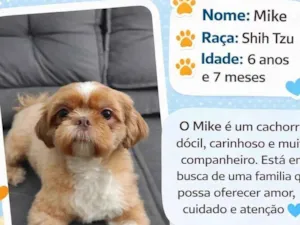 Cachorro raça Shitzu idade 6 ou mais anos nome Mike 